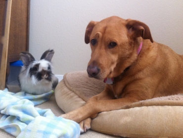 Potential Guest Bloggers: Mocha "It Wasn't Me" Dog and Thumper "The Mop" Rabbit